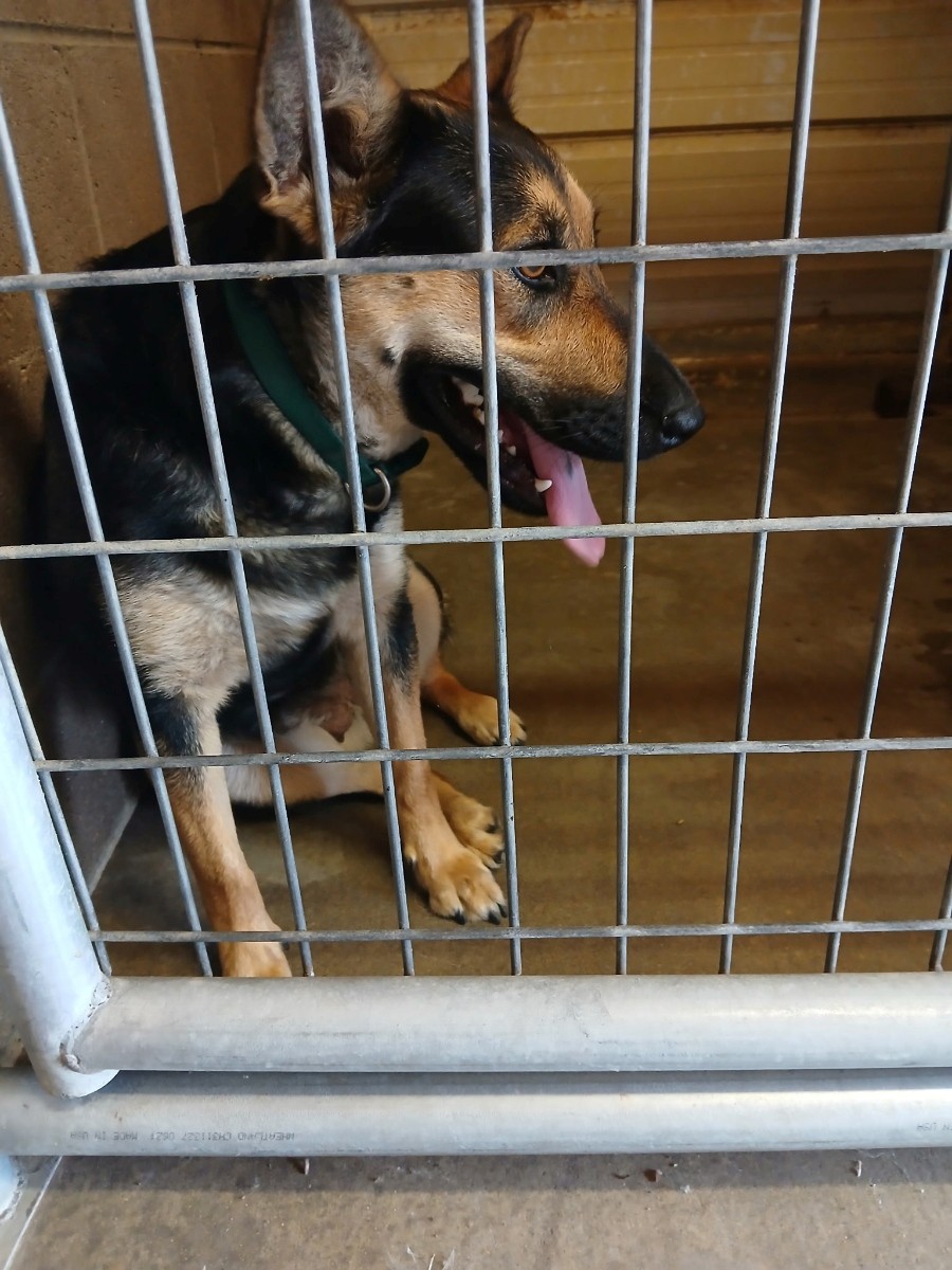 Dog Picked up on Montgomery St 2