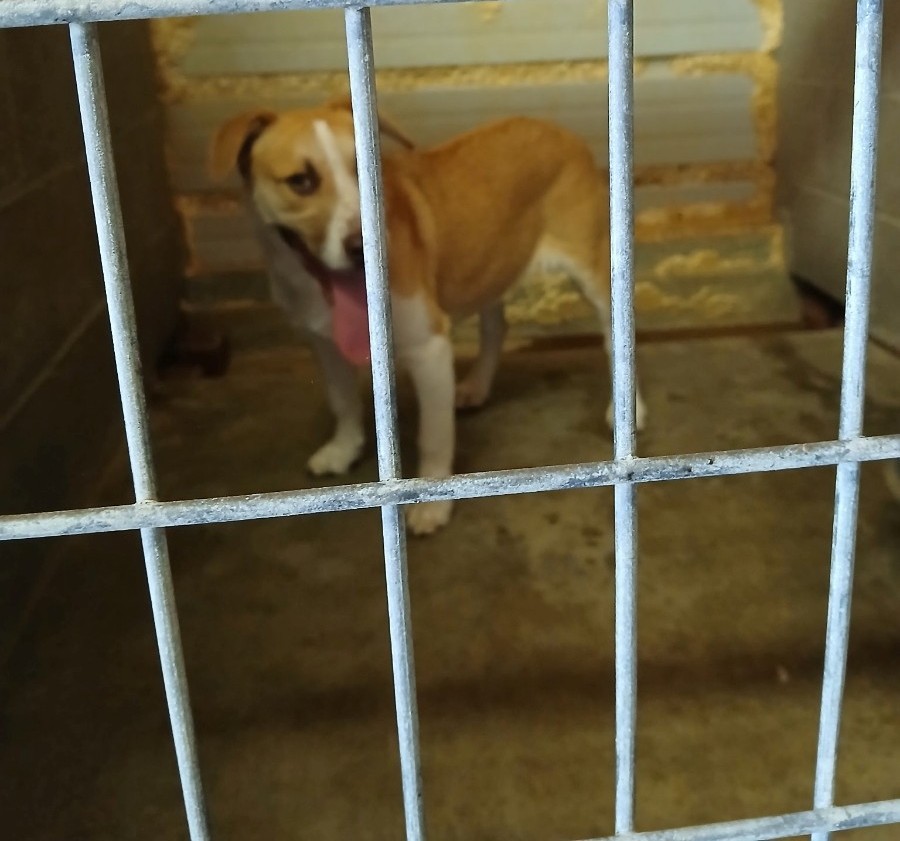 Dog Picked up on Montgomery St 3