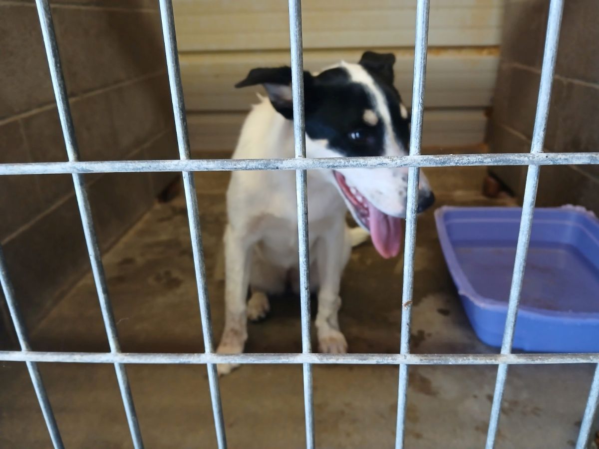 Dog Picked up on Montgomery St