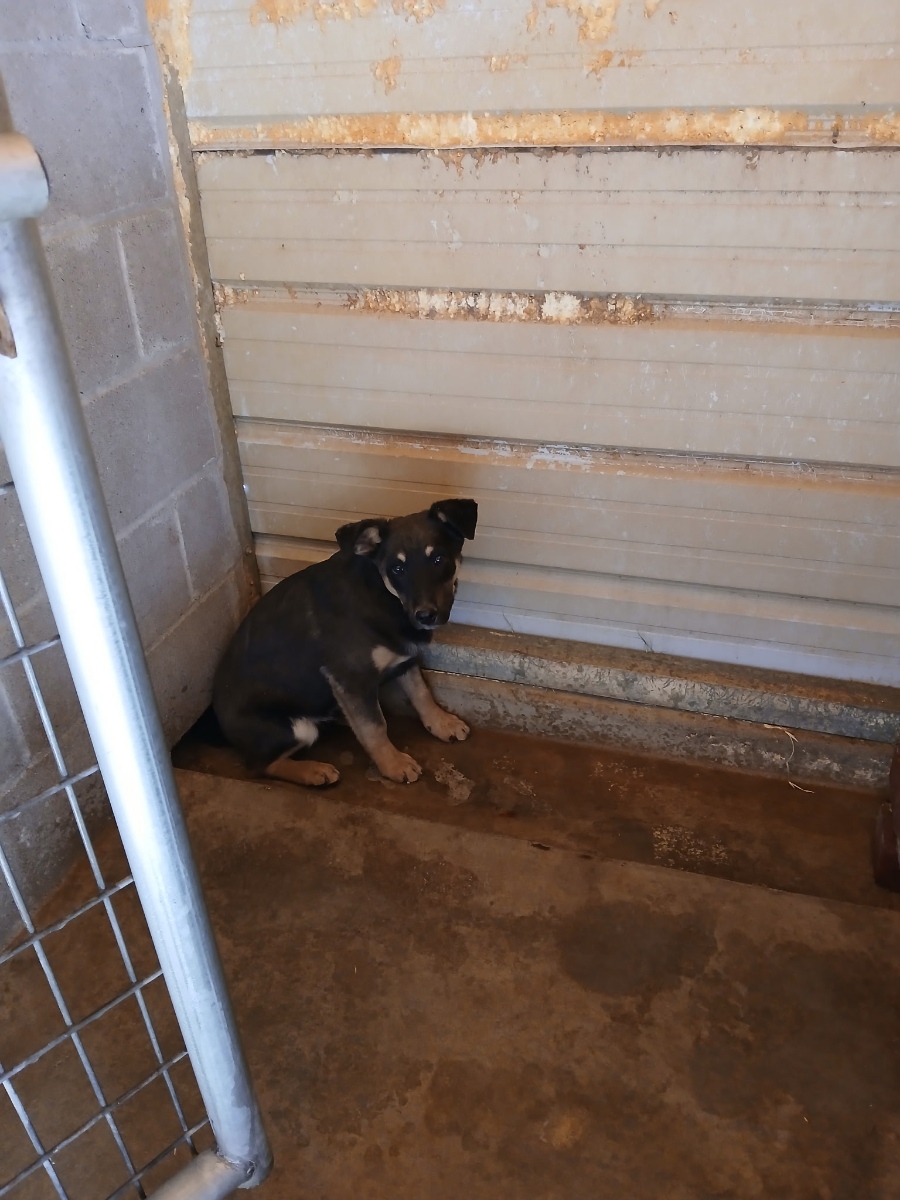 Wood Street, adoptable puppies