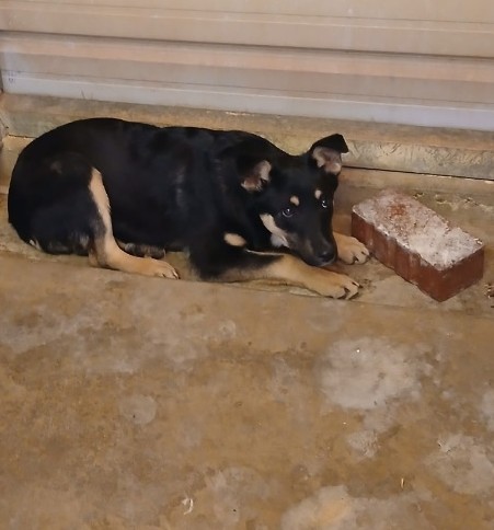 Wood Street, adoptable puppies